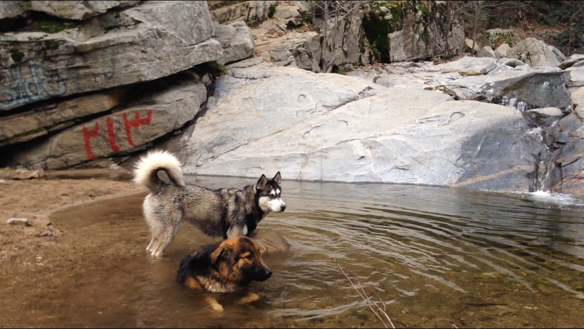 A black and white husky standing in a pool of water next to a brown and white German Shepherd mix in the forest.