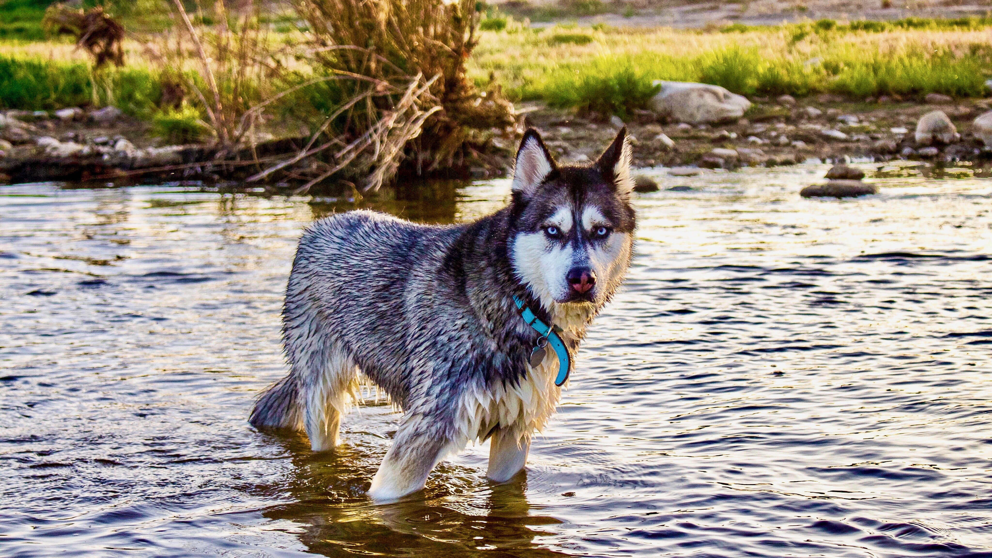 A wet black and white husky staring intently at the camera while standing in a riverbed.