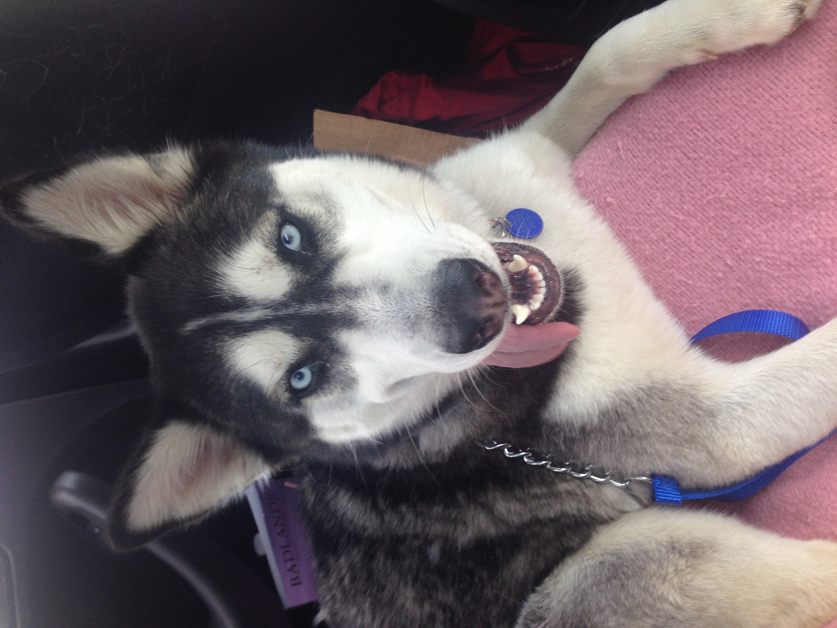 A black and white husky with her tongue hanging out on a pink blanket.